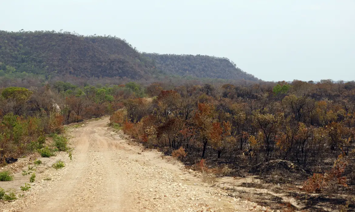 Menor cobertura de vegetação nativa deixa Brasil mais vulnerável ao El Niño