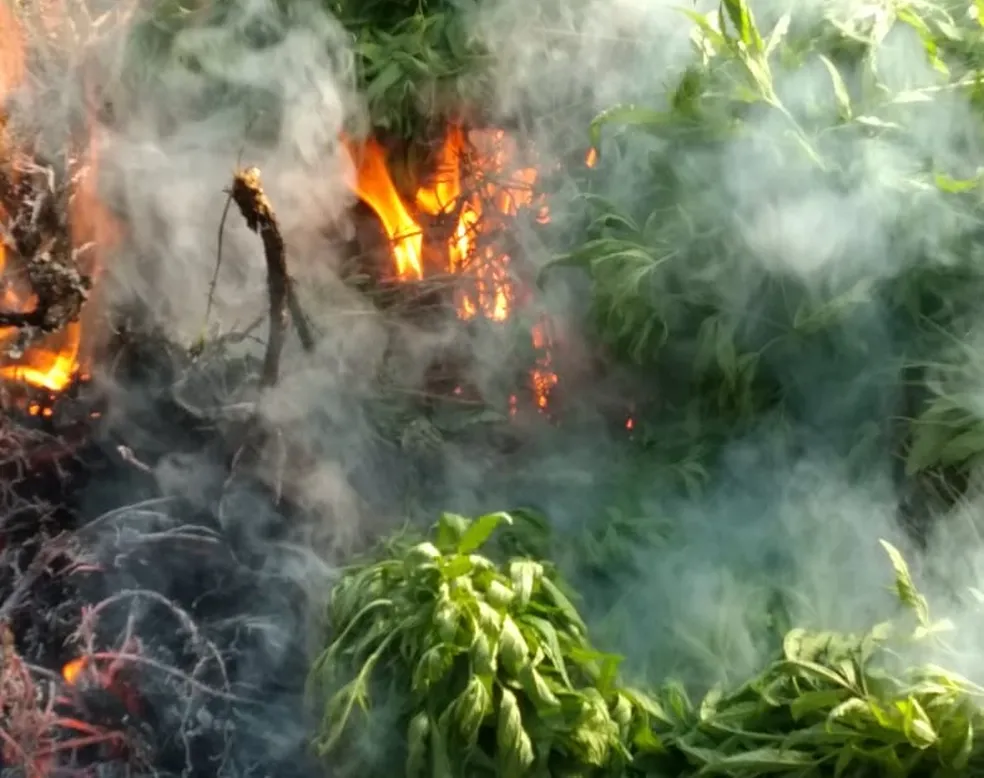 PF erradica plantações de maconha e prende uma pessoa no Pará